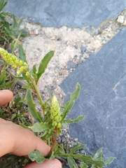 Reseda lutea