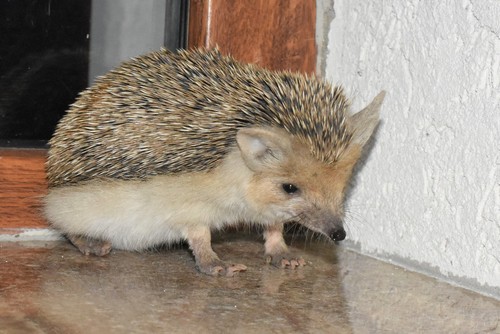 Long-eared Hedgehog