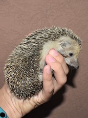 Hemiechinus auritus