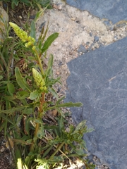 Reseda lutea