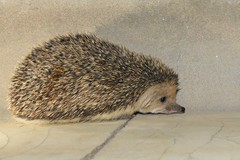 Hemiechinus auritus