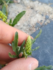 Reseda lutea