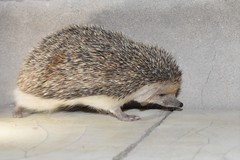 Hemiechinus auritus