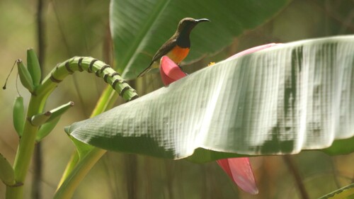 Palawan Sunbird (Cinnyris aurora), photo 8