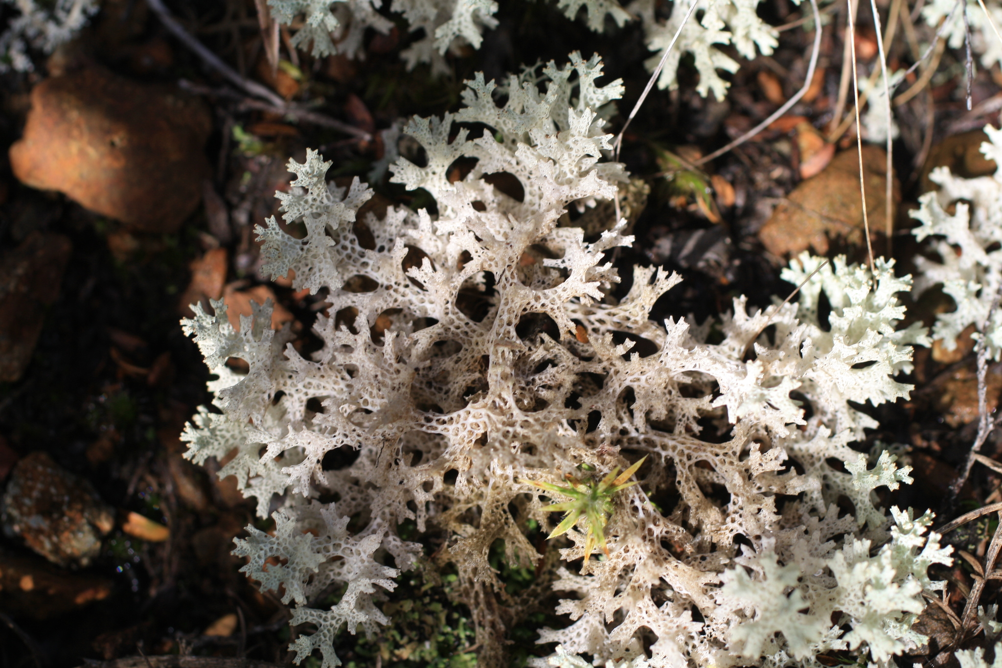 Cladia retipora image