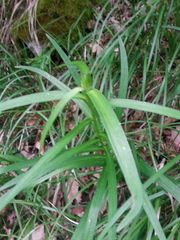 Lilium bulbiferum