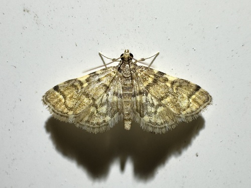Yellow-spotted Webworm Moth photo 4