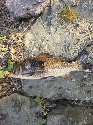 Common × Amur Carp