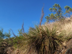 Nolineae