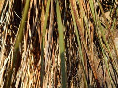Nolineae