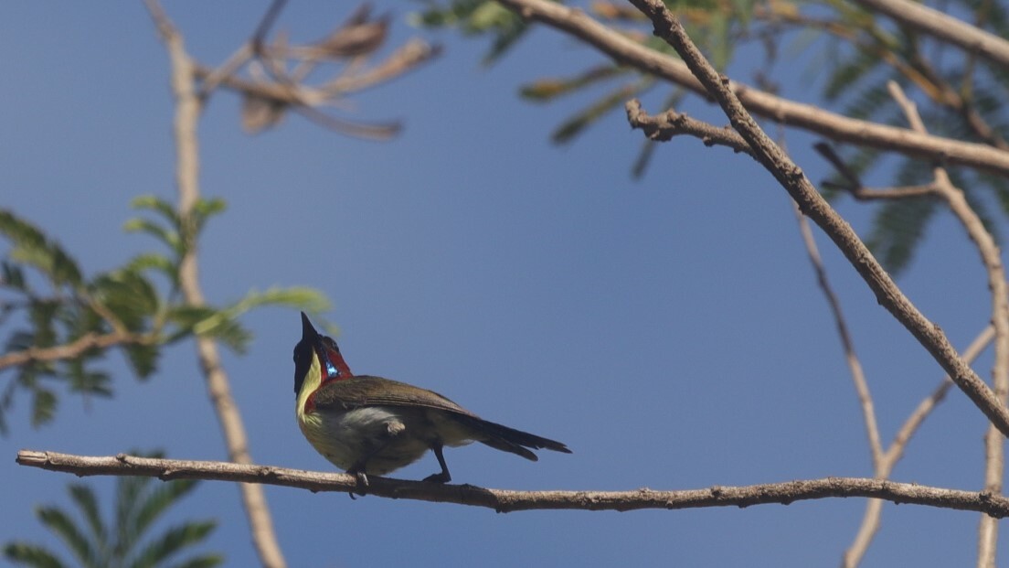 Lovely Sunbird (Aethopyga shelleyi), photo 2
