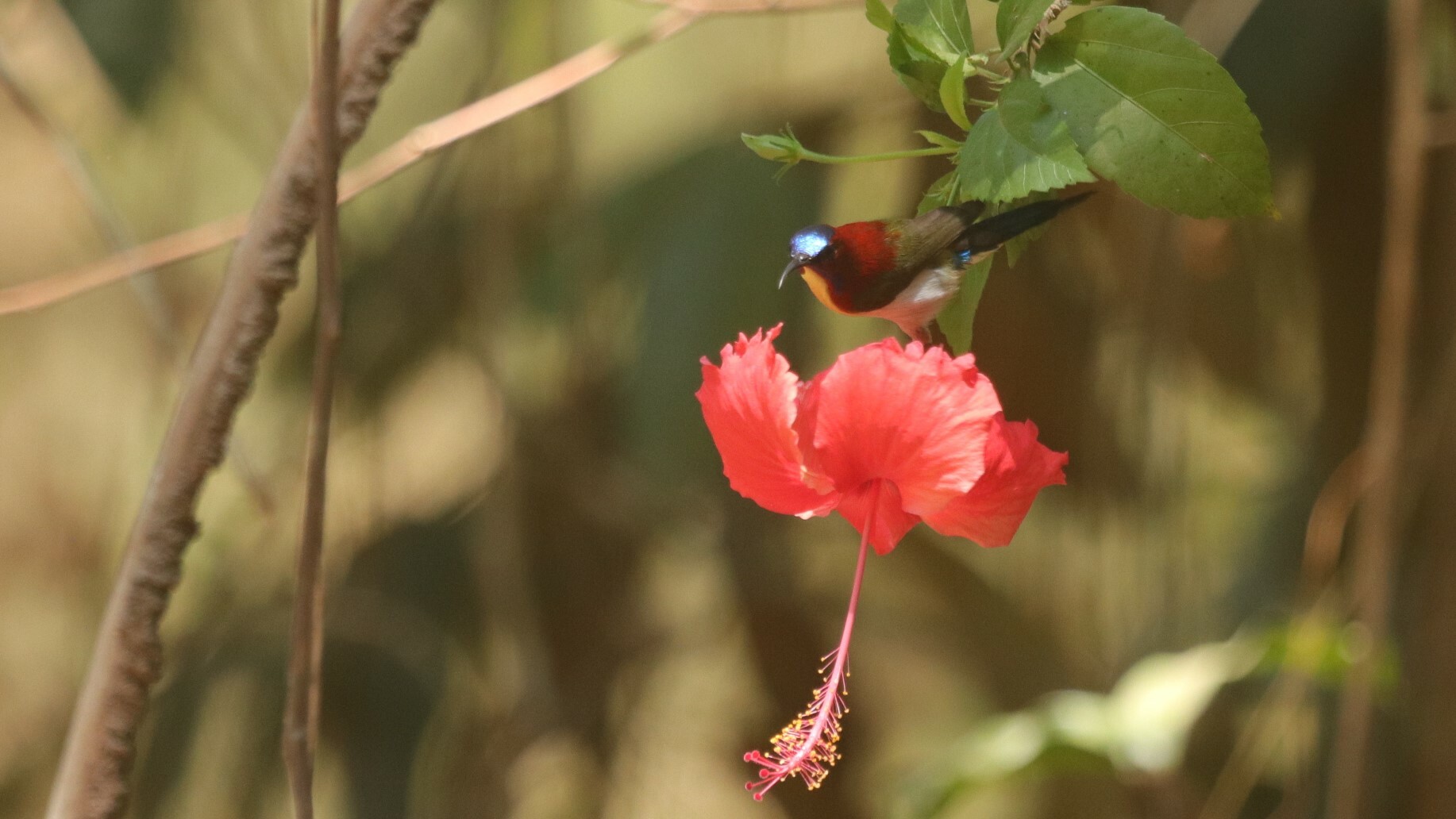 Lovely Sunbird (Aethopyga shelleyi), photo 6