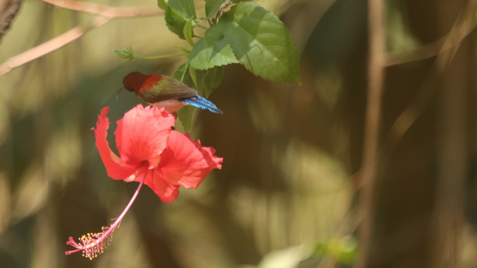 Lovely Sunbird (Aethopyga shelleyi), photo 3