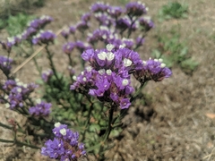Limonium perezii