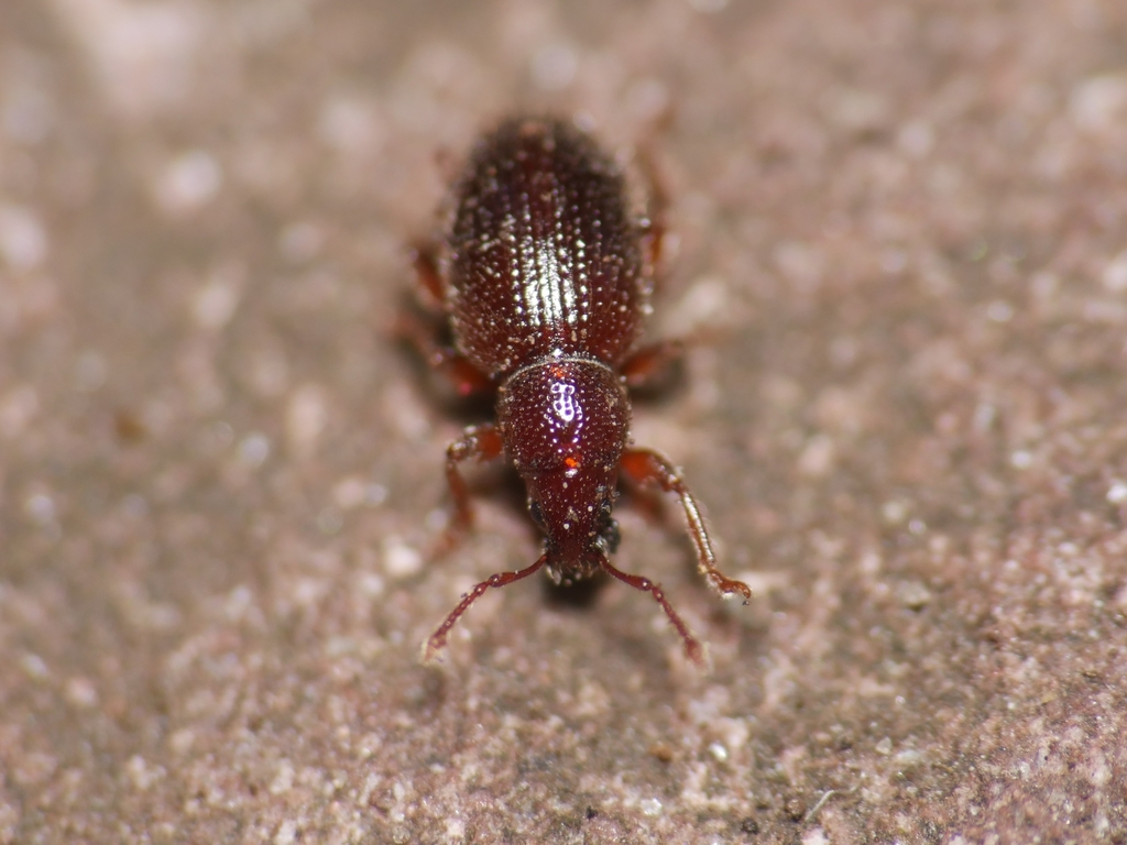 Exomias mollicomus