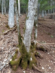 Ostrya virginiana image