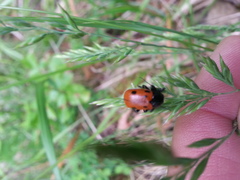 Cryptocephalus loreyi