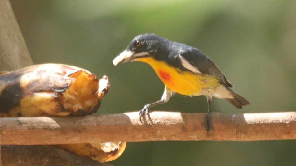 Palawan Flowerpecker (Prionochilus plateni), photo 5