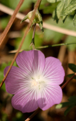 Sidalcea glaucescens