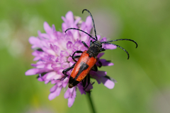 Stictoleptura cordigera