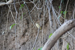 Sicalis columbiana