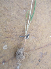 Oxalis monophylla stenophylla