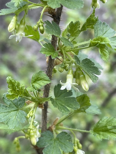 Ribes oxyacanthoides