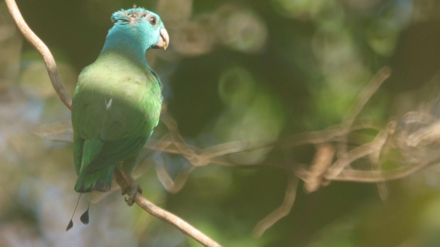 Blue-headed Racket-tail (Prioniturus platenae), photo 4