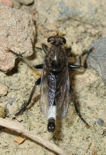 Yellow-bearded Hammertail photo 4