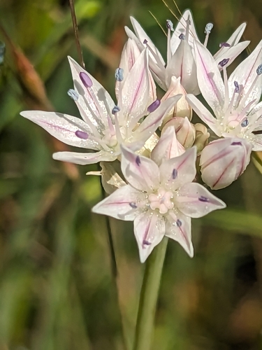Image of Allium amplectens by (c) Ernesto Chavez-Velasco, some rights reserved (CC BY)