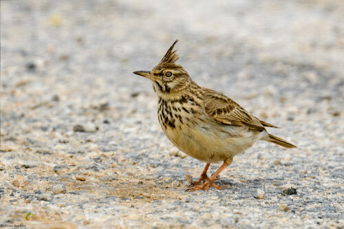 Representative image of Galerida cristata pallida