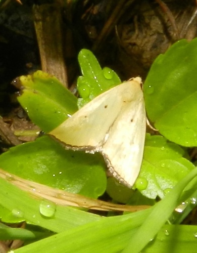 Black-bordered Lemon Moth