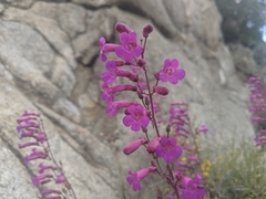 Penstemon clevelandii connatus