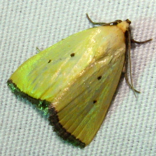 Black-bordered Lemon Moth