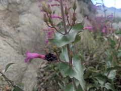 Penstemon clevelandii connatus