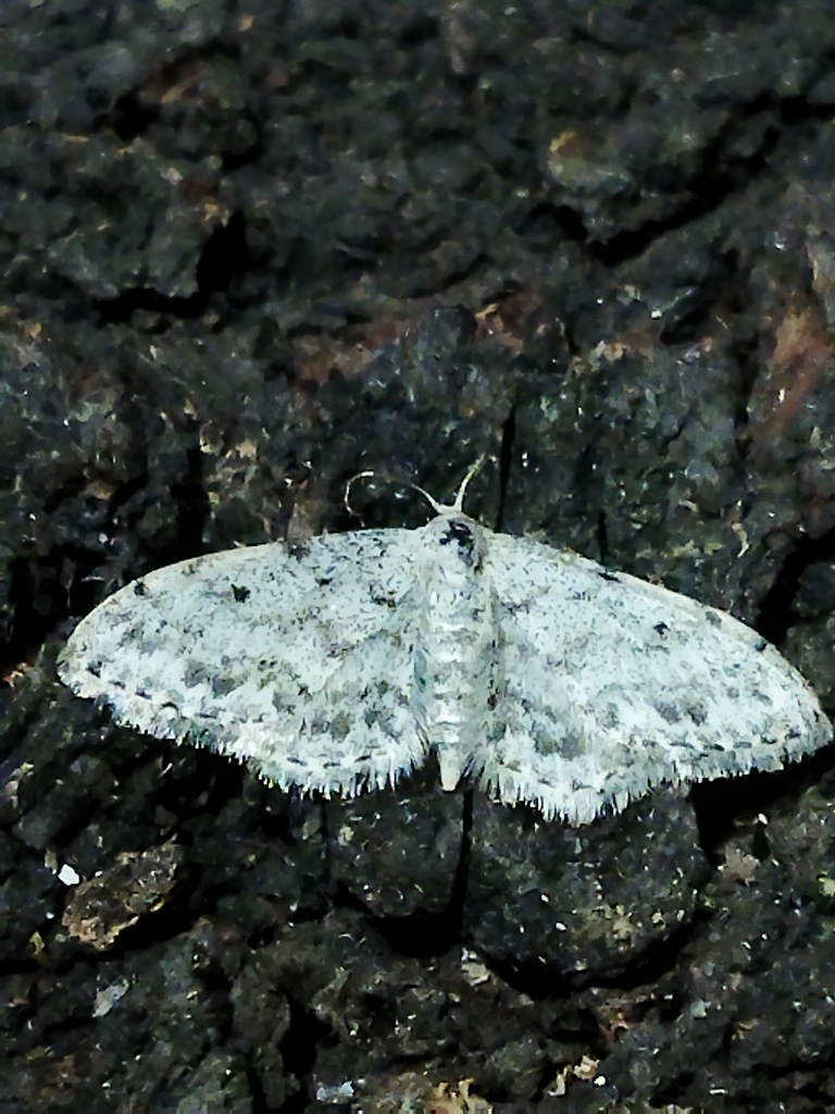 Idaea camparia