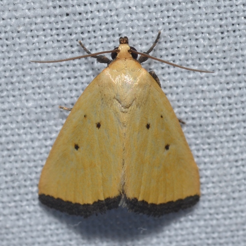 Black-bordered Lemon Moth