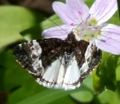 Annaphila casta