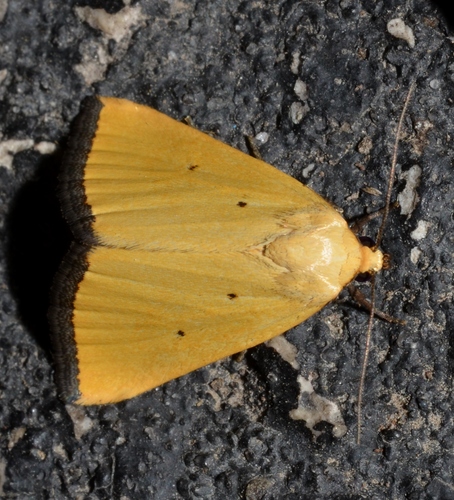 Black-bordered Lemon Moth