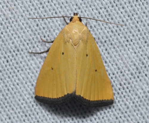 Black-bordered Lemon Moth