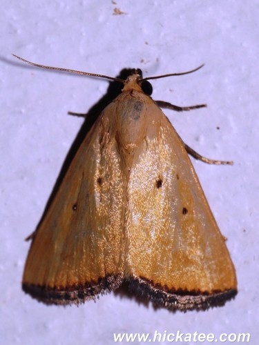Black-bordered Lemon Moth