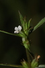 Bacopa sessiliflora - Photo (c) Guillaume Léotard, some rights reserved (CC BY-NC), uploaded by Guillaume Léotard