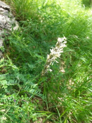 Sesleria argentea