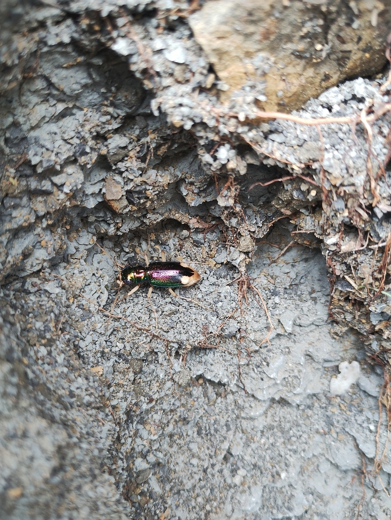 Tetracha carolina desde Sabinas, MX-CA, MX el 30 de mayo de 2024 a las ...