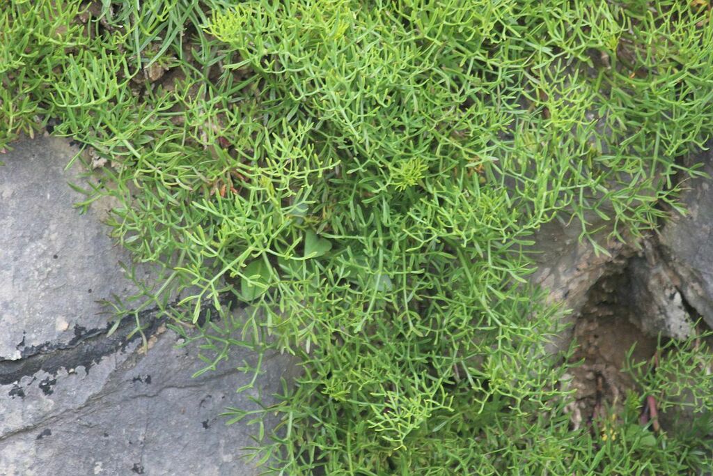 rock samphire from Stackpole Head, Pembrokeshire, UK on 31 May, 2024 at ...