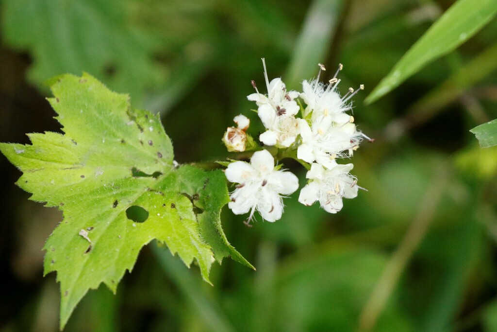 Broad-leaf Waterleaf from Montgomery County, MD, USA on May 24, 2024 at ...