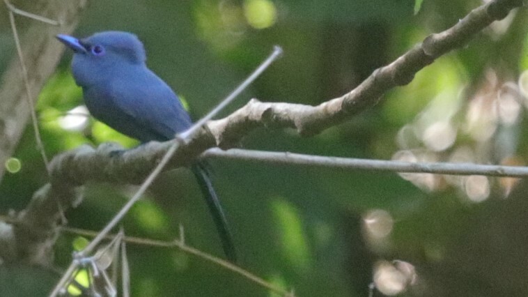 Blue Paradise Flycatcher (Terpsiphone cyanescens), photo 4