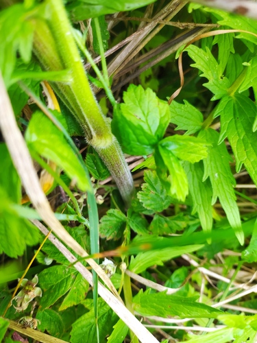 Valeriana pratensis, photograph 6