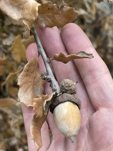 Leather Oak seedling