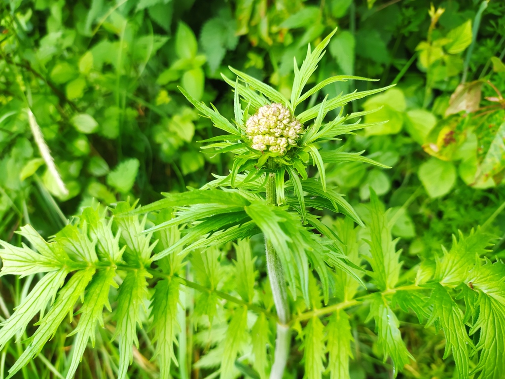 Valeriana pratensis; photograph (c) arthur_haendler, some rights reserved (CC BY)
